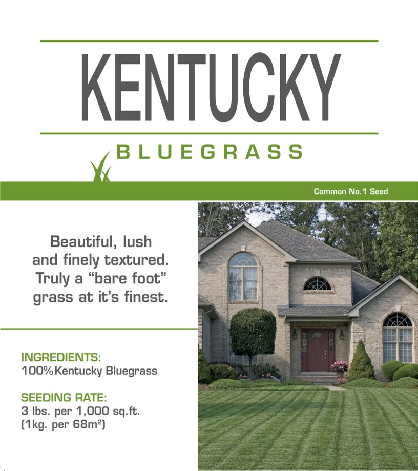 Coated Kentucky Bluegrass 1 kg