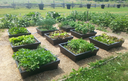 Urba Planter
